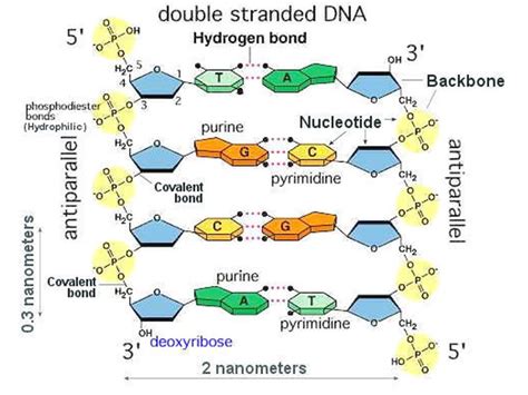 Backbone is jquery's best friend so to speak so you 'organize' your code and use jquery to query the dom. DNA - Google Search | Covalent bonding, Hydrogen bond, Clip art