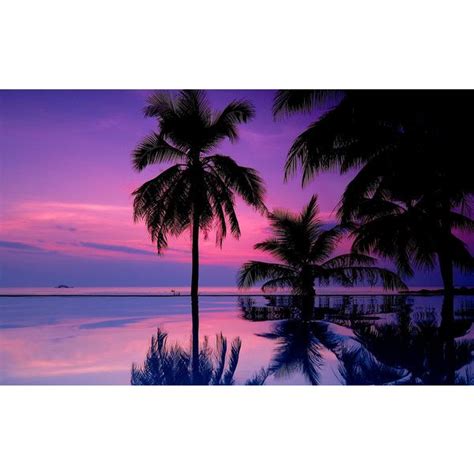 Purple Sunsets Palm Tree Iphone Wallpaper Sunset Wallpaper Palm