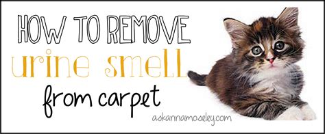Check them out for all your cat urine cleaning needs. How to Remove Urine Smell from Carpet - Ask Anna