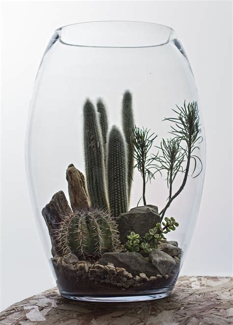 Cactus Terrarium Ideas Eradetontos