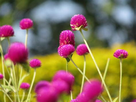 Photograph Makhamali Flower By Suman Piya On 500px