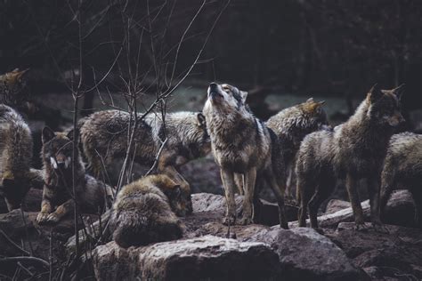 Arctic Wolf Pack Hunting