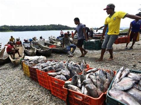 Fao Apoyará A Panamá A Mejorar Sus Capacidades Para Combatir La Pesca