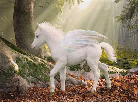 Sugarcane Pegasus Foal Unicorn Pictures Mythical Creatures Art