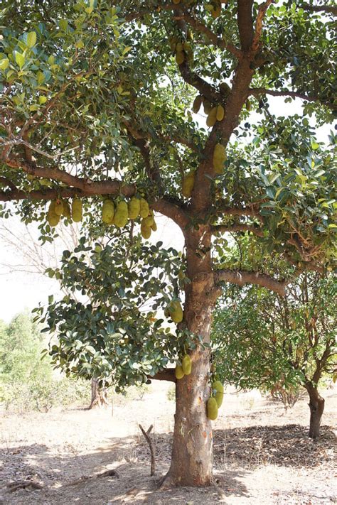 Jackfruit ⋆ Nutritional Diversity Nutritional Diversity