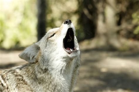 Why humans are howling every night, and why wildlife is joining in