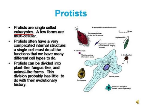 We did not find results for: Animal Like Protist Power Point |authorSTREAM