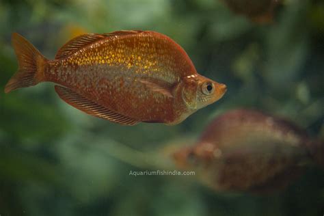 Red Rainbowfish Aquarium Fish India