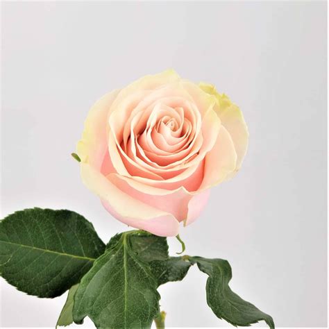 Pink Mondial Rose 60 Cm Wholesale Bulk Flowers Cascade Floral