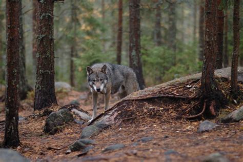 In Sweden A Very Controversial Wolf Hunt Time News