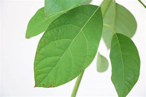 Lauraceae) um äußerst robuste pflanzen handelt, die nur selten von krankheiten oder schädlingen befallen sind. Avocado bekommt braune oder trockene Blätter - was tun ...