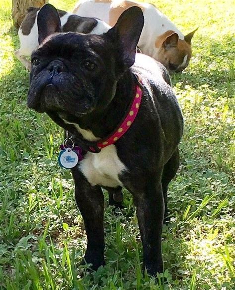 Here's how the adoption process works: French Bulldog dog for Adoption in Katy, TX. ADN-619483 on ...