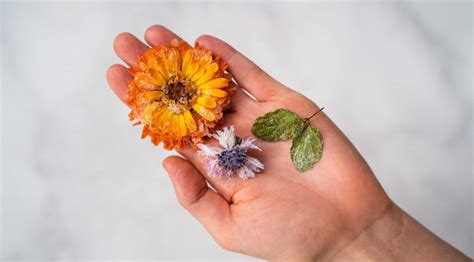 Check spelling or type a new query. Frosted Edible Flowers & Herbs | Fresh Recipes NZ