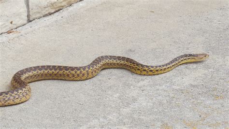 Maybe you would like to learn more about one of these? Pacific Gopher Snake in Home Stock Footage Video (100% ...