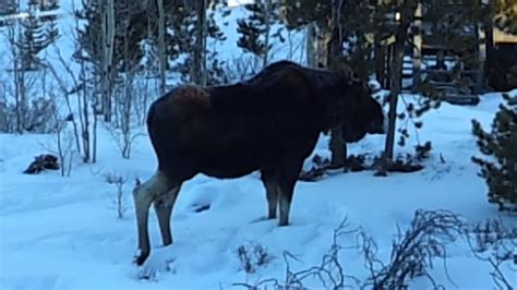 Moose In Our Yard Youtube