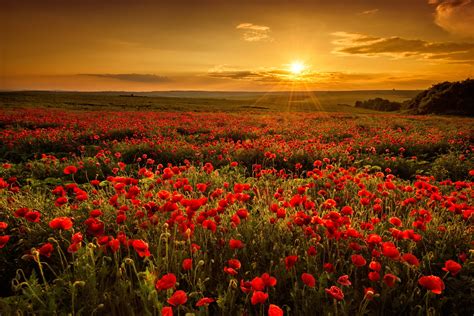 Poppy Field At Sunset Flowers Nature Categories