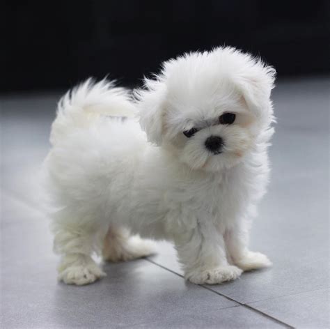 Where Can I Buy A Teacup Maltese Puppy Teacup Maltese Puppies For