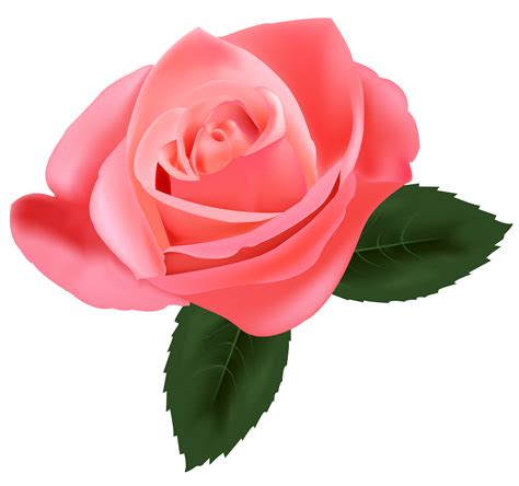 Deep Pink Rose Clipart 20 Free Cliparts Download Images