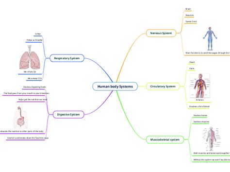 Human Body Systems Mindmap
