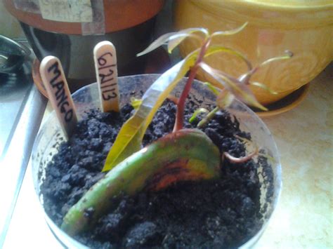 In my previous post last week, i highlighted the germination process and how the young mango these small plants have passed through different s t ages since my last post and are now fully grown seedlings. Pin on GARDENING