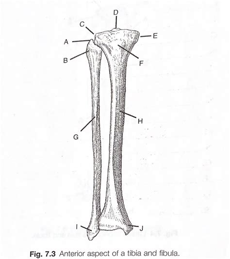 Anterior Aspect Of A Tibia And Fibula Diagram Diagram Quizlet
