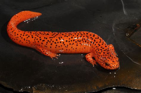 Northern Red Salamander Kentucky Museum
