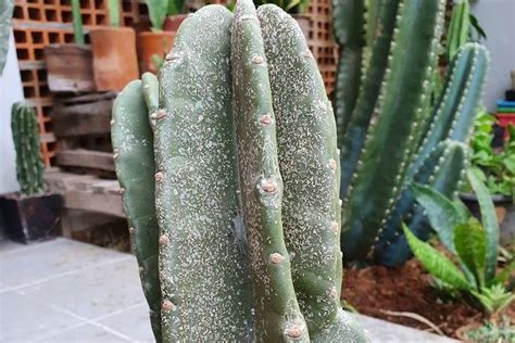 Cactus Sunburn Ultimate Guide To Understanding And Treating