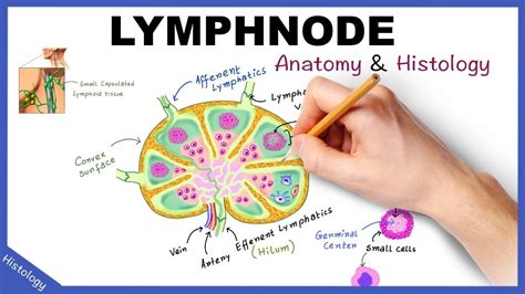 Lymph Node Back Of Neck Anatomy General Anatomy Lymphoid System