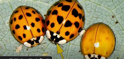 These Small Ladybug Look Alikes Can Be Harmful For Your Pet