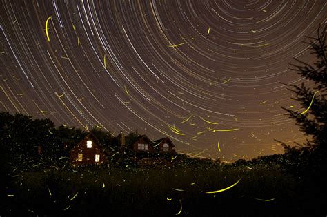 Fireflies And Stars Long Exposure X Post Rexposureporn Pics