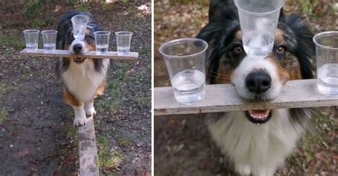 Video Of A Dog Performing A Balancing Act Goes Viral Small Joys