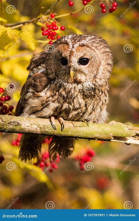 Tawny Owl Sitting On A Branch Stock Image Image Of Branch Outdoors