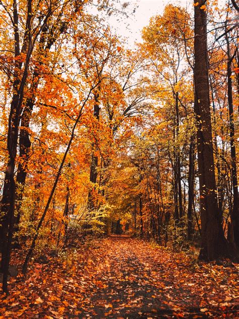 350+ Fall Leaves Pictures [HQ] | Download Free Images on Unsplash
