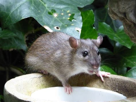 They also damage them, leading to less harvest. Getting Rid of Rats in the Garden? | ThriftyFun