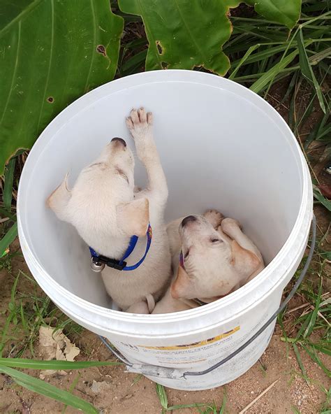 Puppies In A Bucket Hope For Strays Foundation
