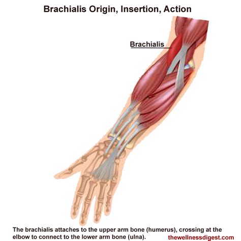 Brachialis Muscle Anatomy Origin Insertion Workout Exercise Action My