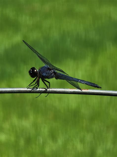finally got one of the backyard slaty skimmers to sit still long enough to get a decent pic yay