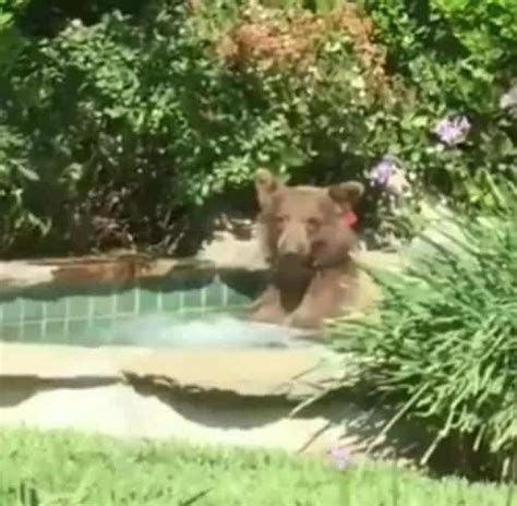 The Bear Drinking Margarita In A Hot Tub