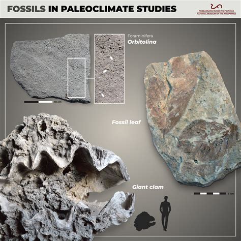 Fossils In Paleoclimate Studies National Museum