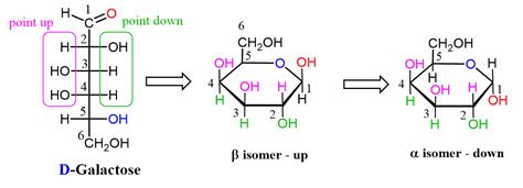 Converting Fischer Haworth And Chair Forms Of Carbohydrates