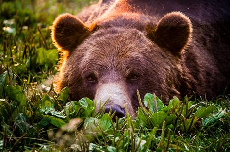 Download Lying Down Sunny Grass Brown Bear Animal Bear Hd Wallpaper