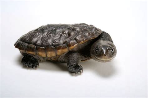 Reimann S Snake Neck Turtle Amphibian And Reptile Pictures National