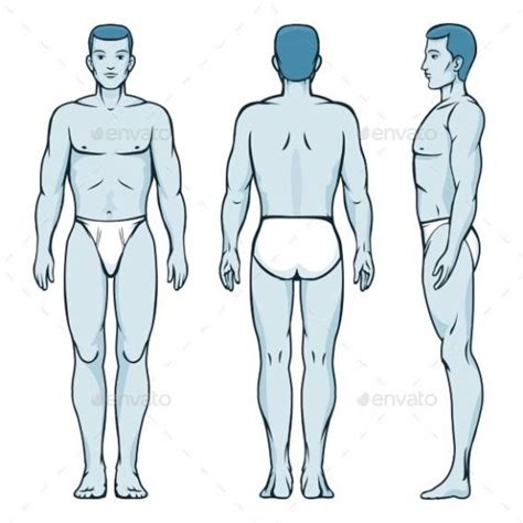 Man Body Model Front Back And Side Human Poses Male Human Silhouette