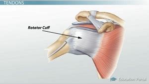 The core muscles are those in the abdomen, back, and pelvis, and they also stabilize the body and assist in tasks, such as lifting weights. Fibrous Connective Tissue: Function & Types - Video ...