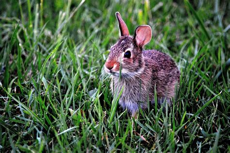 Bunny Rabbit Mammal · Free Photo On Pixabay