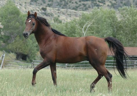 Check spelling or type a new query. Arabian Stallions at Stud in Wyoming at Bitterroot Ranch ...