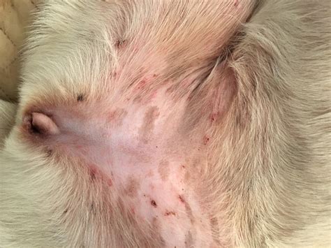 What Does Poison Ivy Rash Look Like On A Dog