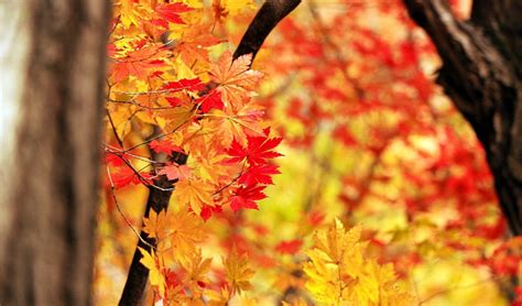 Japans Fabulous Fall Colors Guide By Month All About Japan