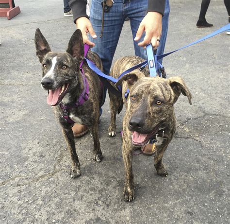 Albums 95+ Images How Big Will A German Shepherd Pitbull Mix Get Latest