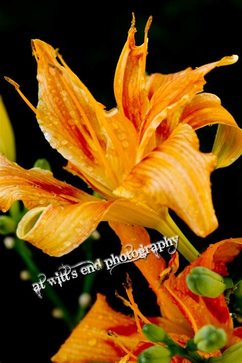 Orange Day Lily Day Lilies Tiger Lily Princess Tiger Lily